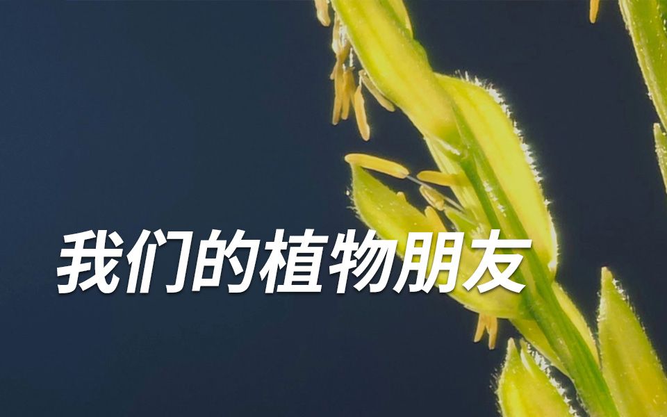 [图]倾听与感受《我们的植物朋友》，了解茶和稻背后的生命故事。