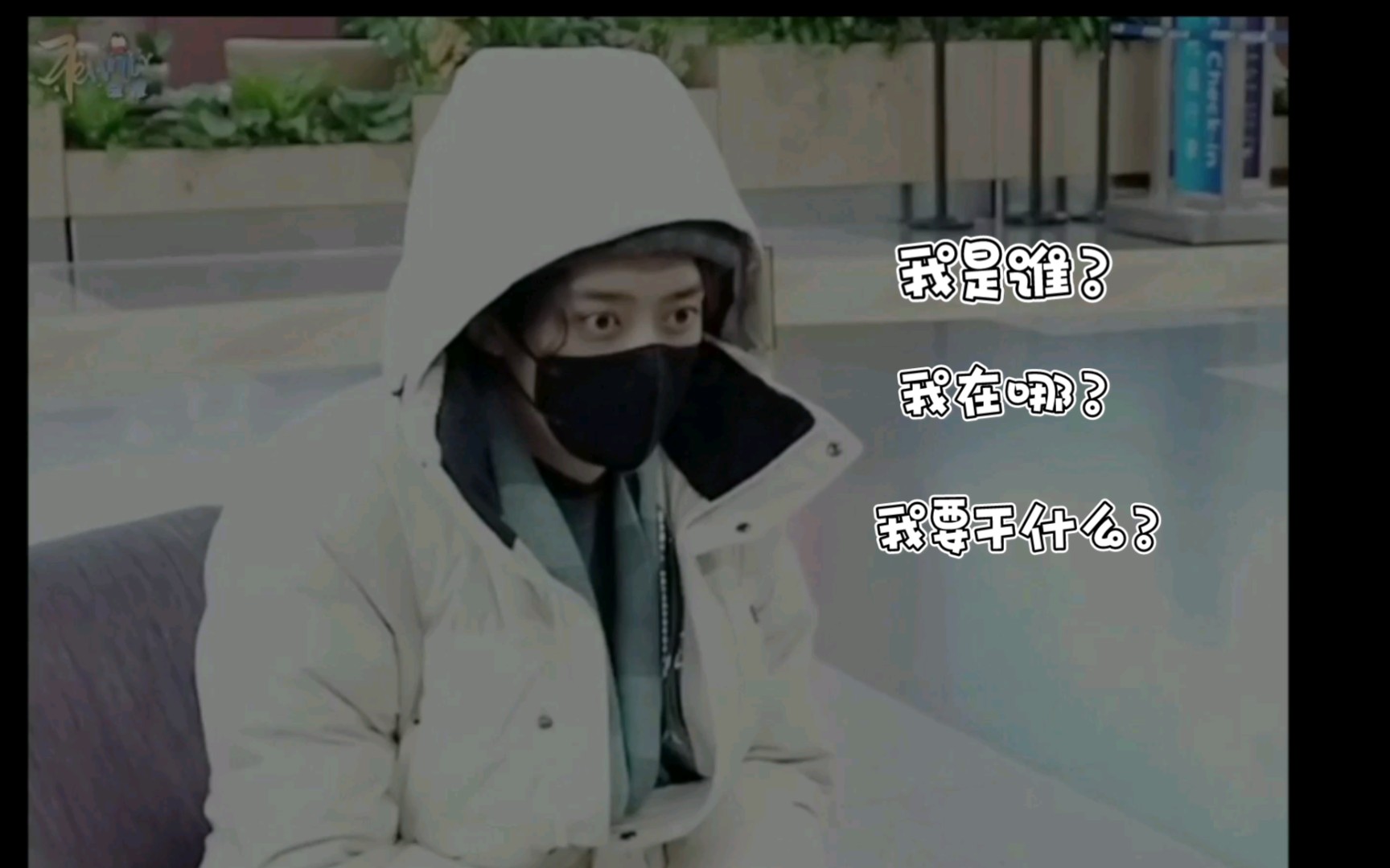 【刘畅木法沙】真61没睡醒的猫鼬太想rua了!