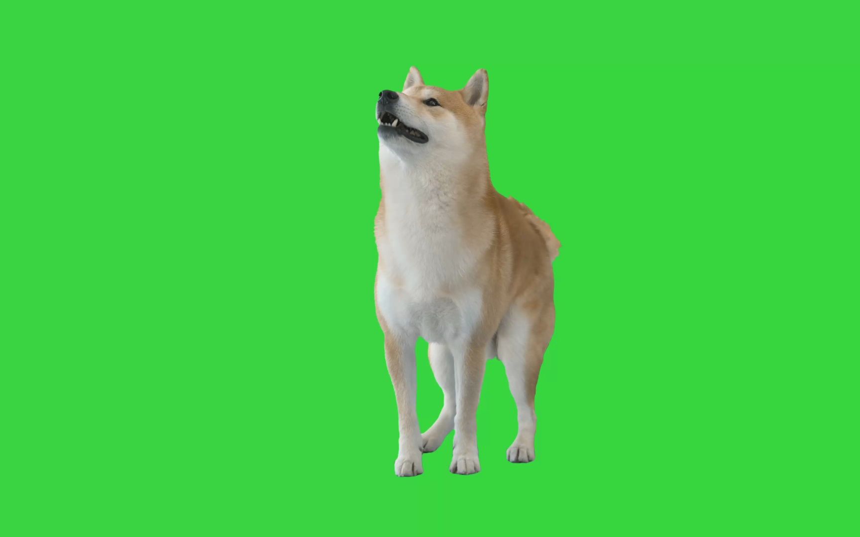 4k 柴犬9 狗狗绿幕视频 绿幕素材 @特效牛绿幕素材网