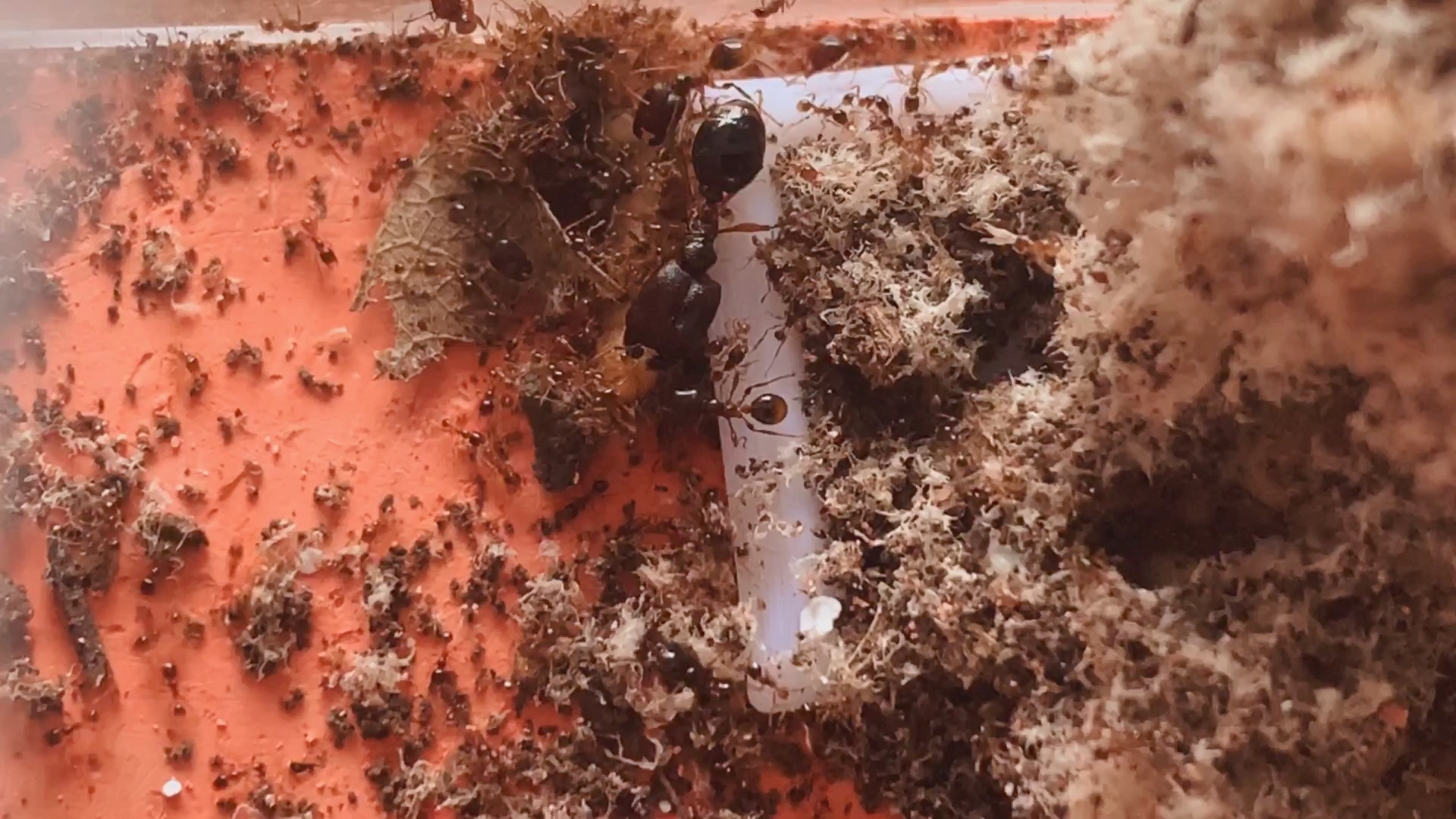 近缘盲切叶蚁日常捕食