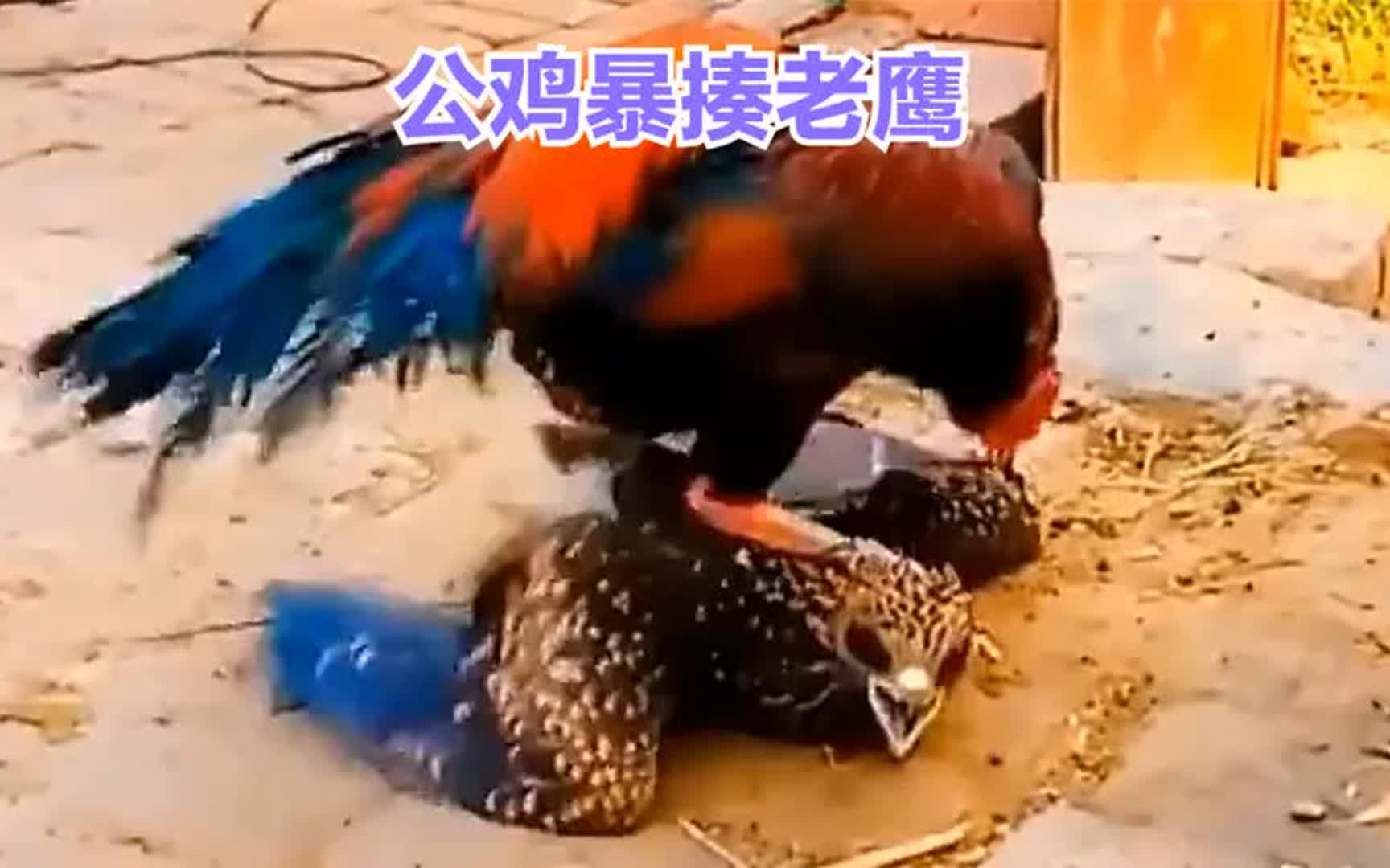老鹰不自量力袭击公鸡,结果被踩在地下暴揍,老鹰:大哥饶命