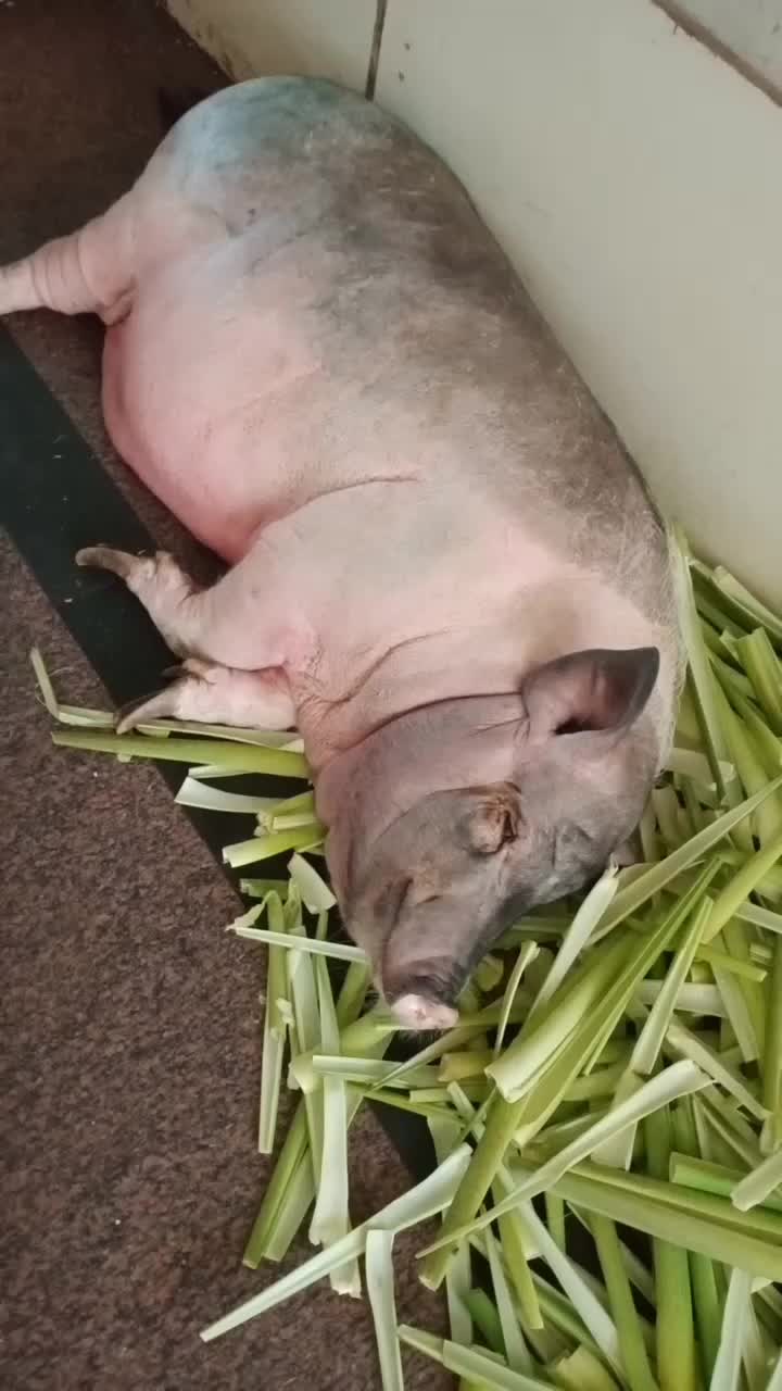 猪猪睡觉了