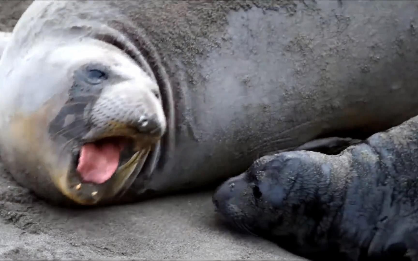 海豹生宝宝,沙滩上的温馨瞬间