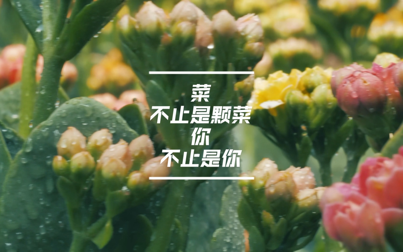 菜,不止是颗菜;你,不止是你.哔哩哔哩bilibili