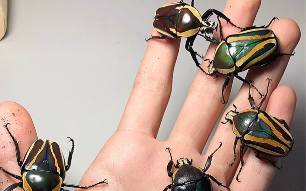 开白条花金龟土蛋了,是不是很神奇_哔哩哔哩_bilibili