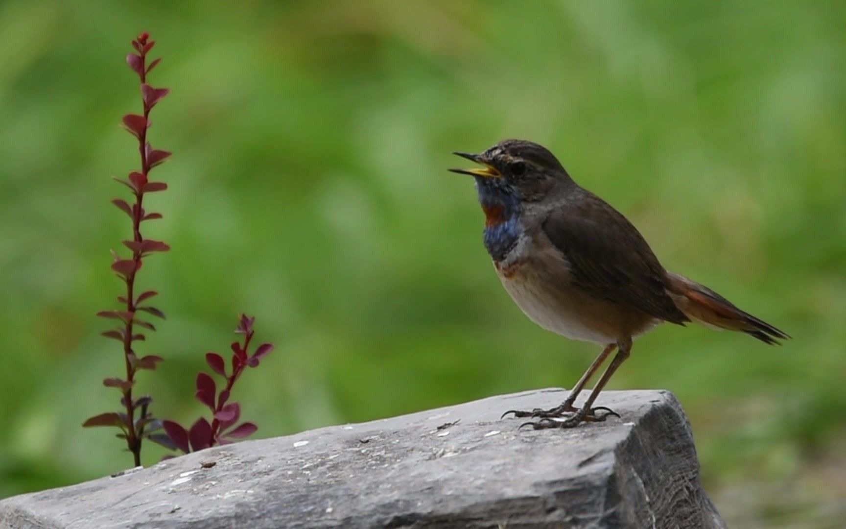 拍鸟视频:蓝喉歌鸲爱唱歌