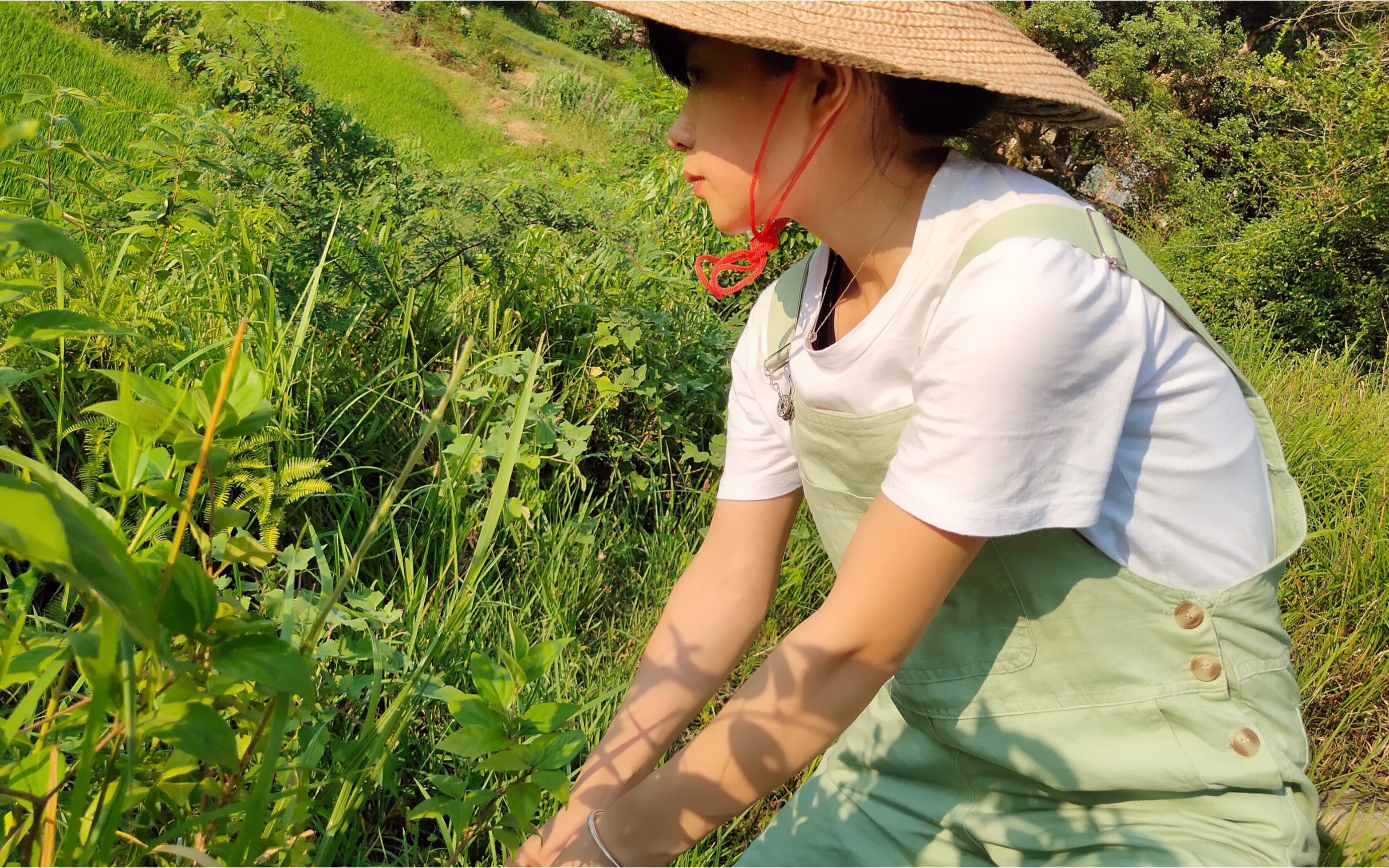 找仙人,采仙草,做客家"仙人冻"_哔哩哔哩 (゜-゜)つロ 干杯~-bilibili