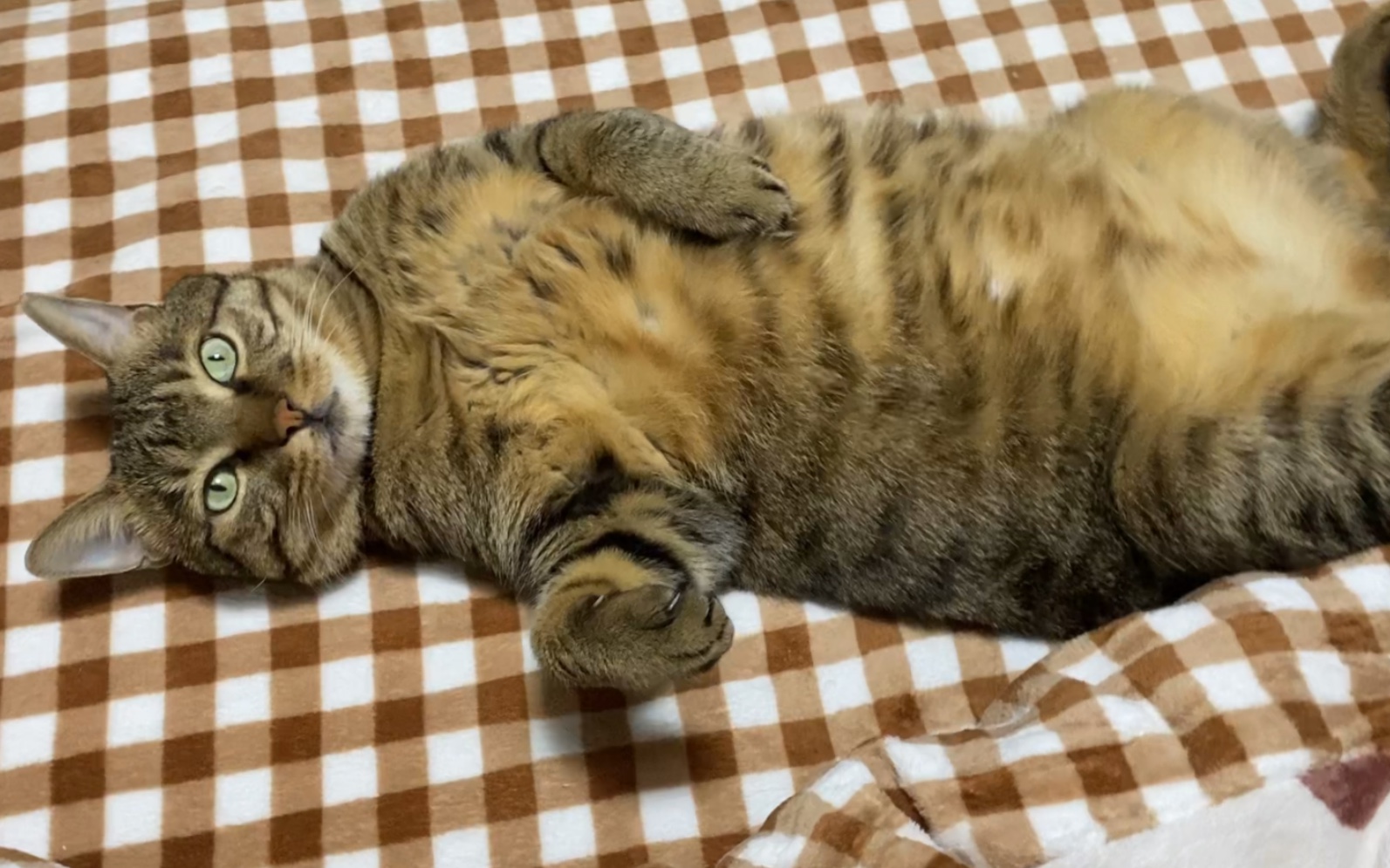 小猫咪肚皮朝上睡觉的时候,好像人哦_哔哩哔哩_bilibili