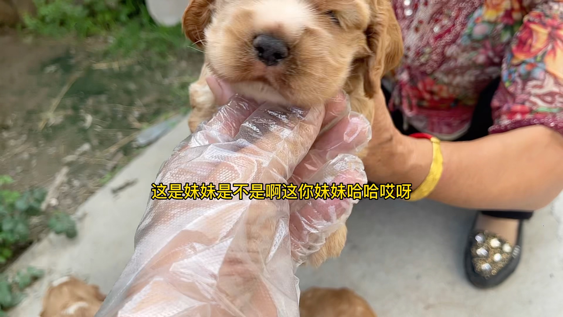 带你们看看美国可卡犬哔哩哔哩bilibili