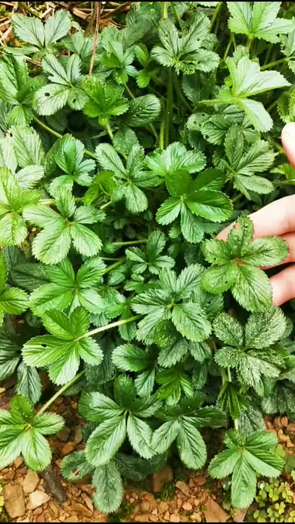 多年生草本植物蛇含萎陵菜,别称:地五加,五皮风,价值评论分享