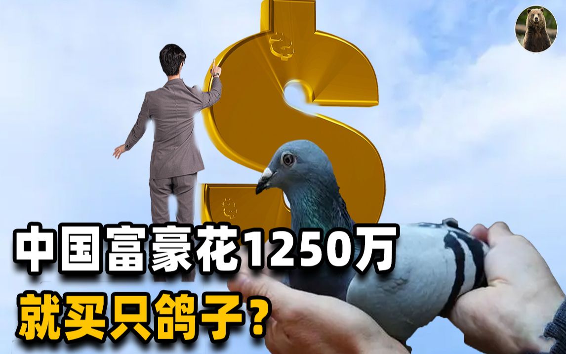 [图]中国富商花1250万，买回一只外国的“完美”鸽子！难道用来炖汤？