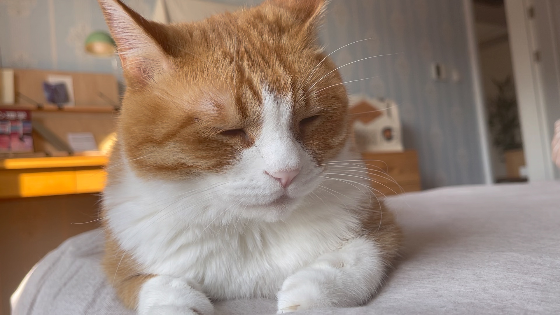 瞌睡猫_哔哩哔哩_bilibili