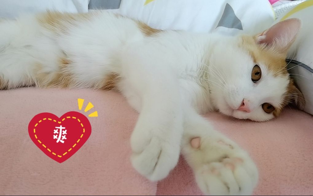 活动作品猫咪刚刚睡醒是什么模样铲屎官带您看看刚睡醒的虎子