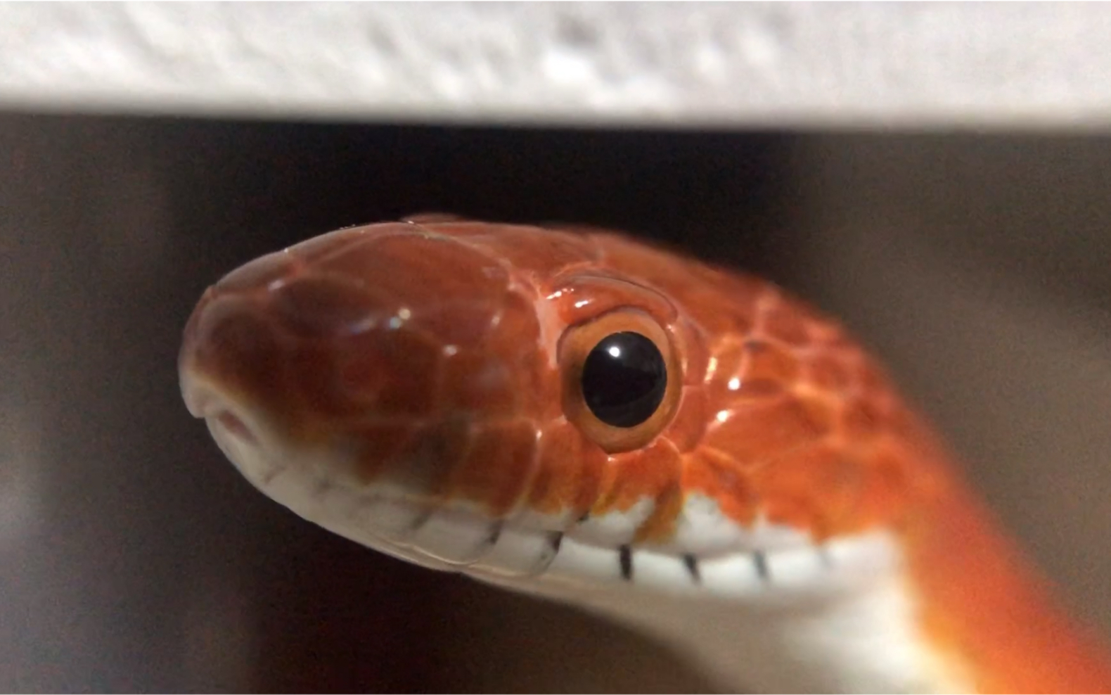 玉米蛇近距离欣赏