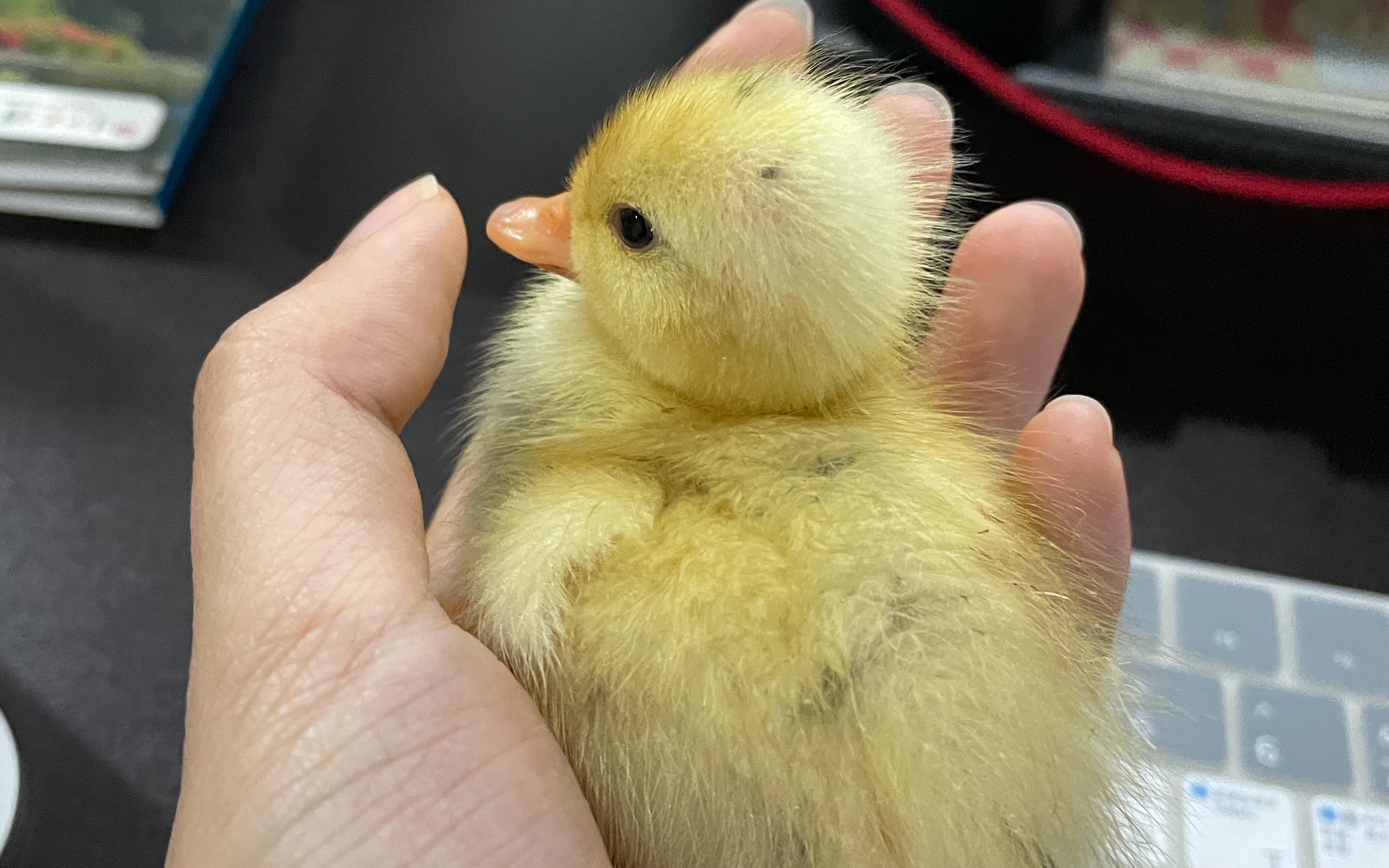 是发财鸭!两个月从破壳到换羽