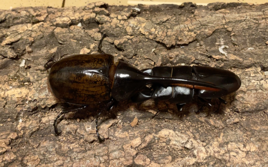 81mm牛头扁锹全力对峙130mm dhl长戟大兜虫依旧不敌