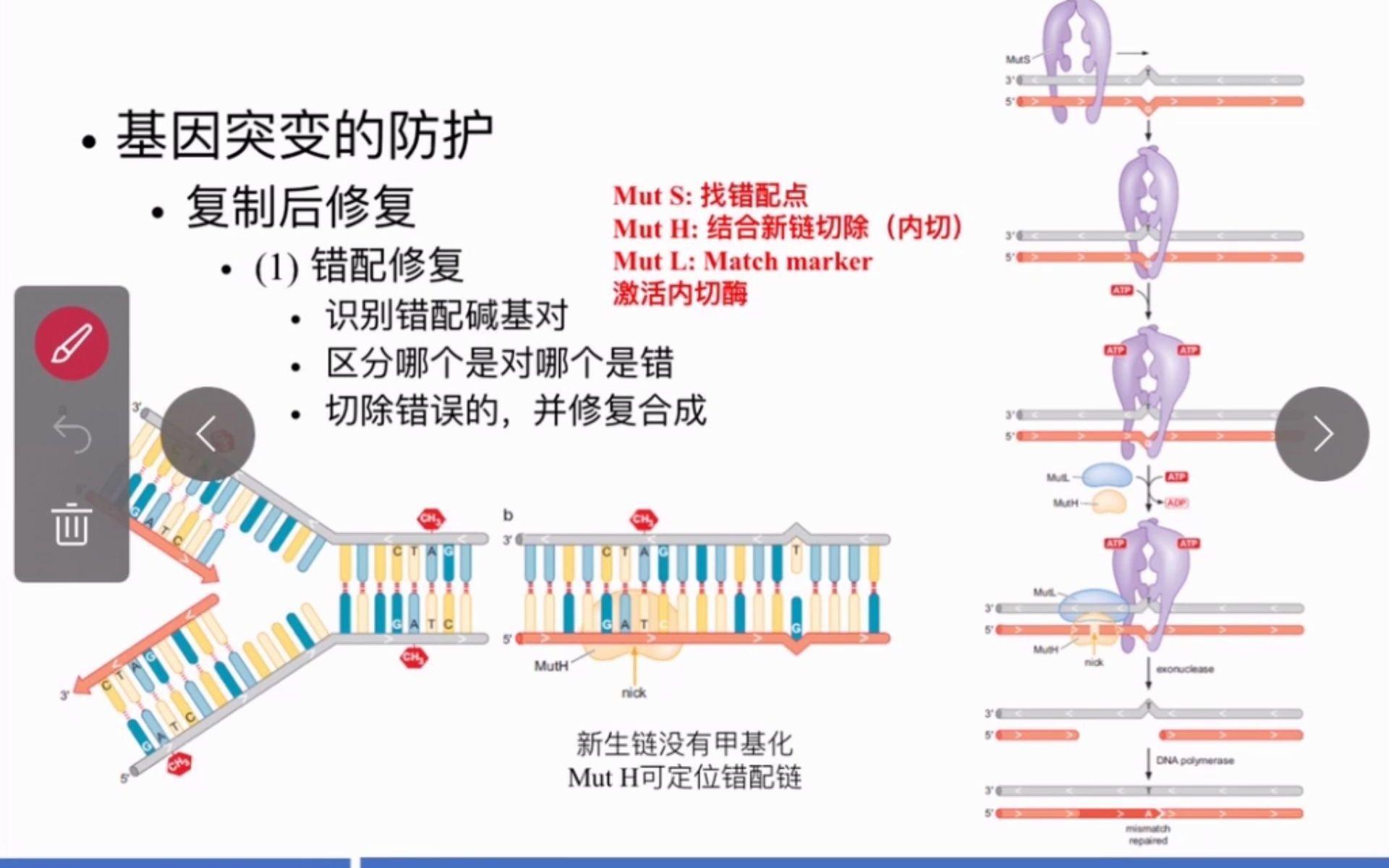 分子生物学(理论)精讲(下) Advanced versionMolecular Biology 02哔哩哔哩bilibili