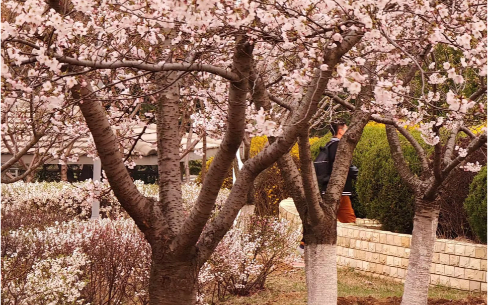 芳草鲜美,落英缤纷