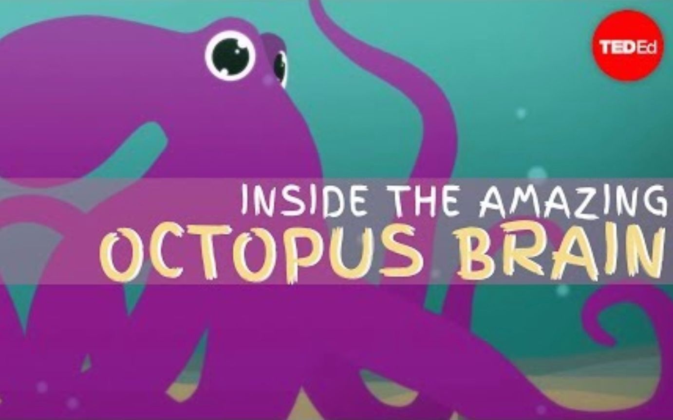 [图]【Ted-ED】章鱼的神奇大脑 Why The Octopus Brain Is So Extraordinary