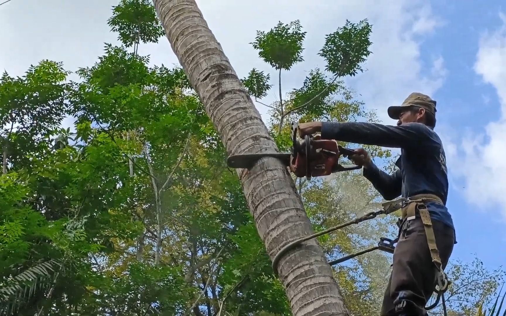 伐木工砍伐一棵椰子树的过程