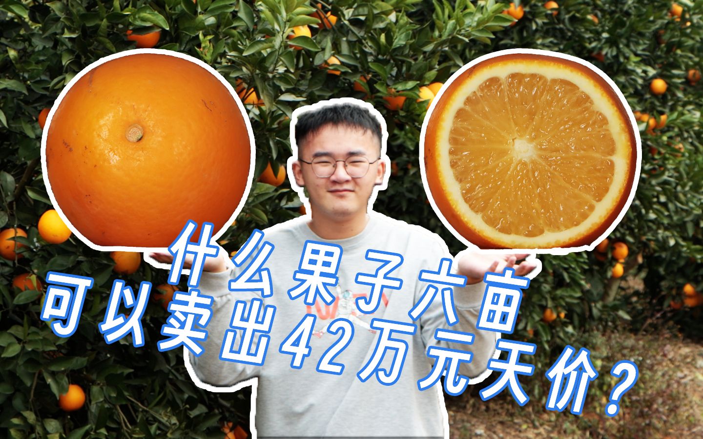 20元一斤!6亩果子曾卖出42万元天价!武鸣沃柑如何撼动柑橘界市场?哔哩哔哩bilibili