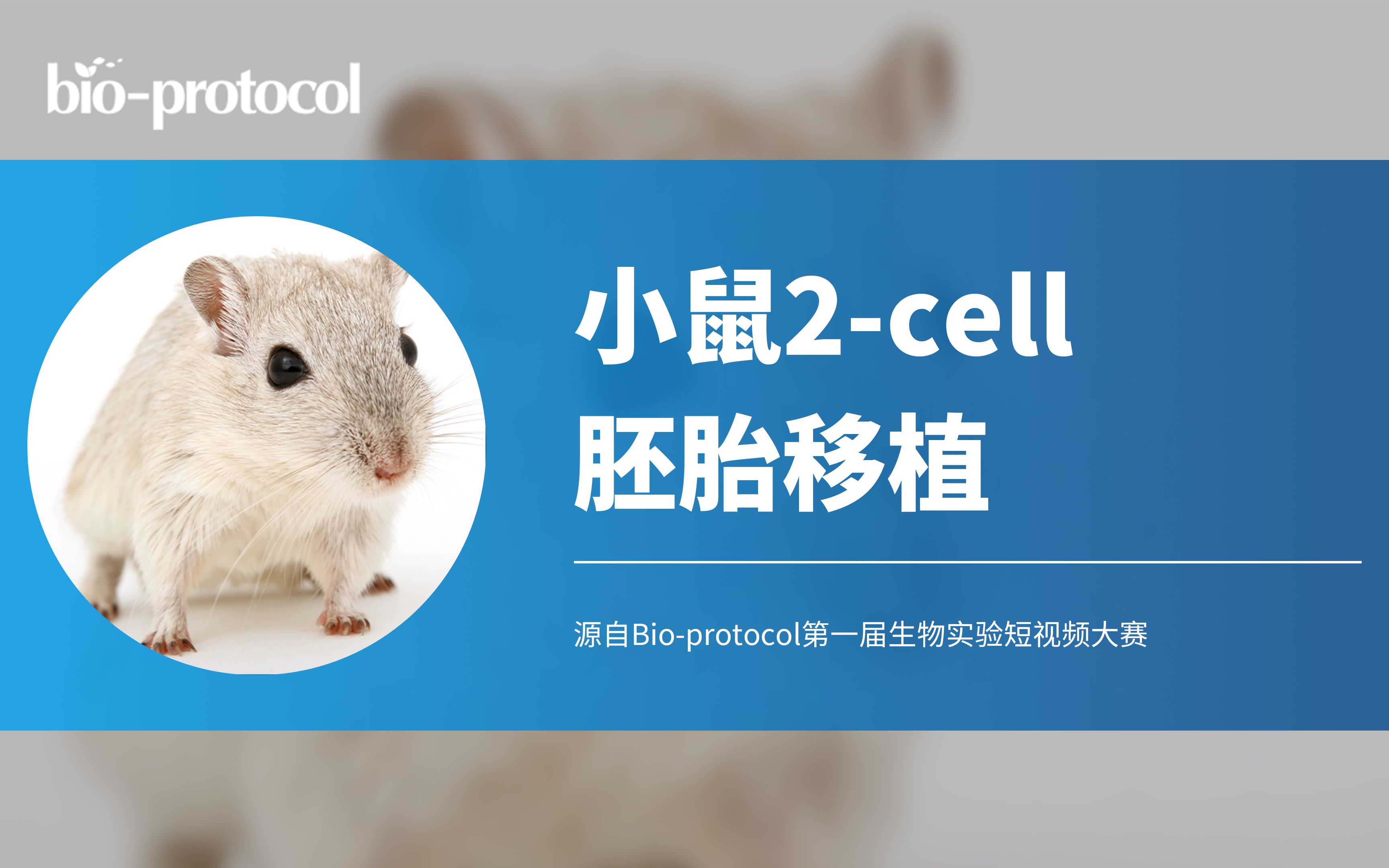 【Bioprotocol】小鼠2cell胚胎移植哔哩哔哩bilibili