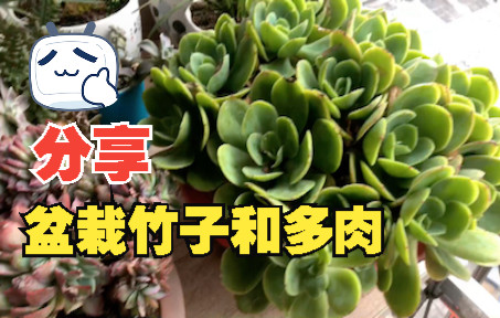 分享一下阳台种植的盆栽竹子和多肉哔哩哔哩bilibili