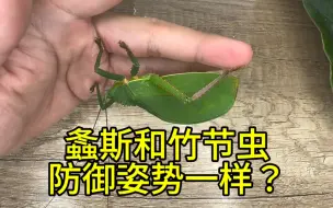 Tải video: 大弧翅螽的防御姿势