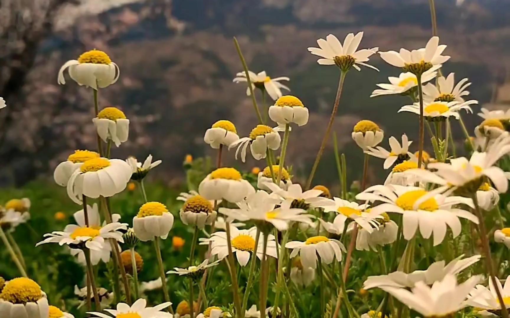 『高清唯美自然空镜《三》』