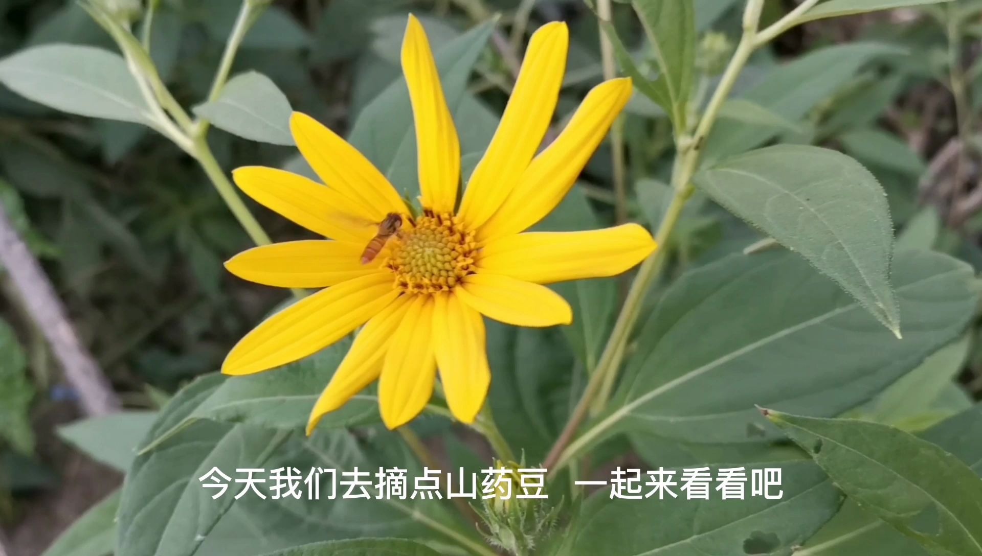 铁棍山药是长在土里的山药豆长在哪里呢可能跟你想象的不一样