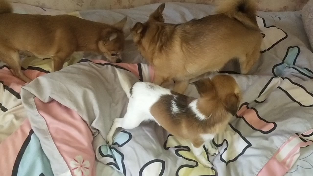 世间吵吵闹闹,狗狗快快乐乐