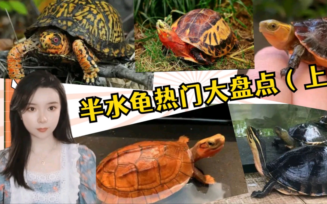 半水龟推荐，2022年半水龟热门大盘点（上）_哔哩哔哩_bilibili