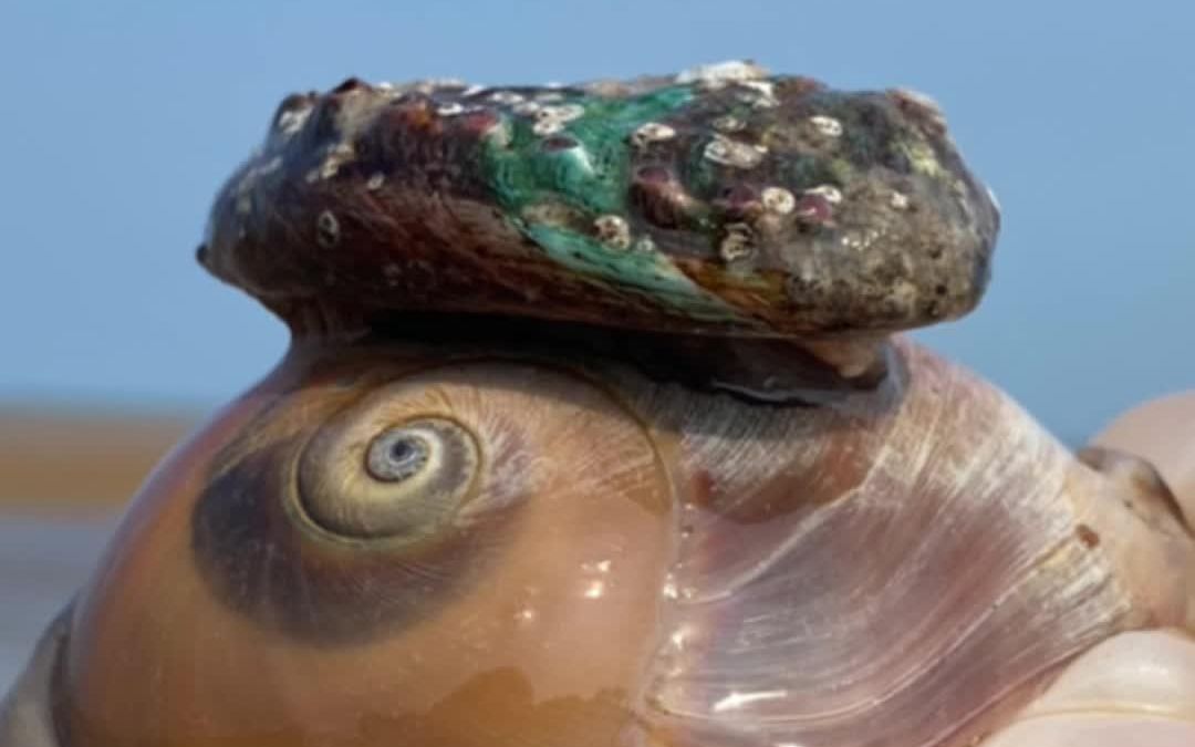 户外赶海觅食发现一只小鲍鱼紧紧地吸在猫眼螺的壳上.#户外赶海抓海鲜