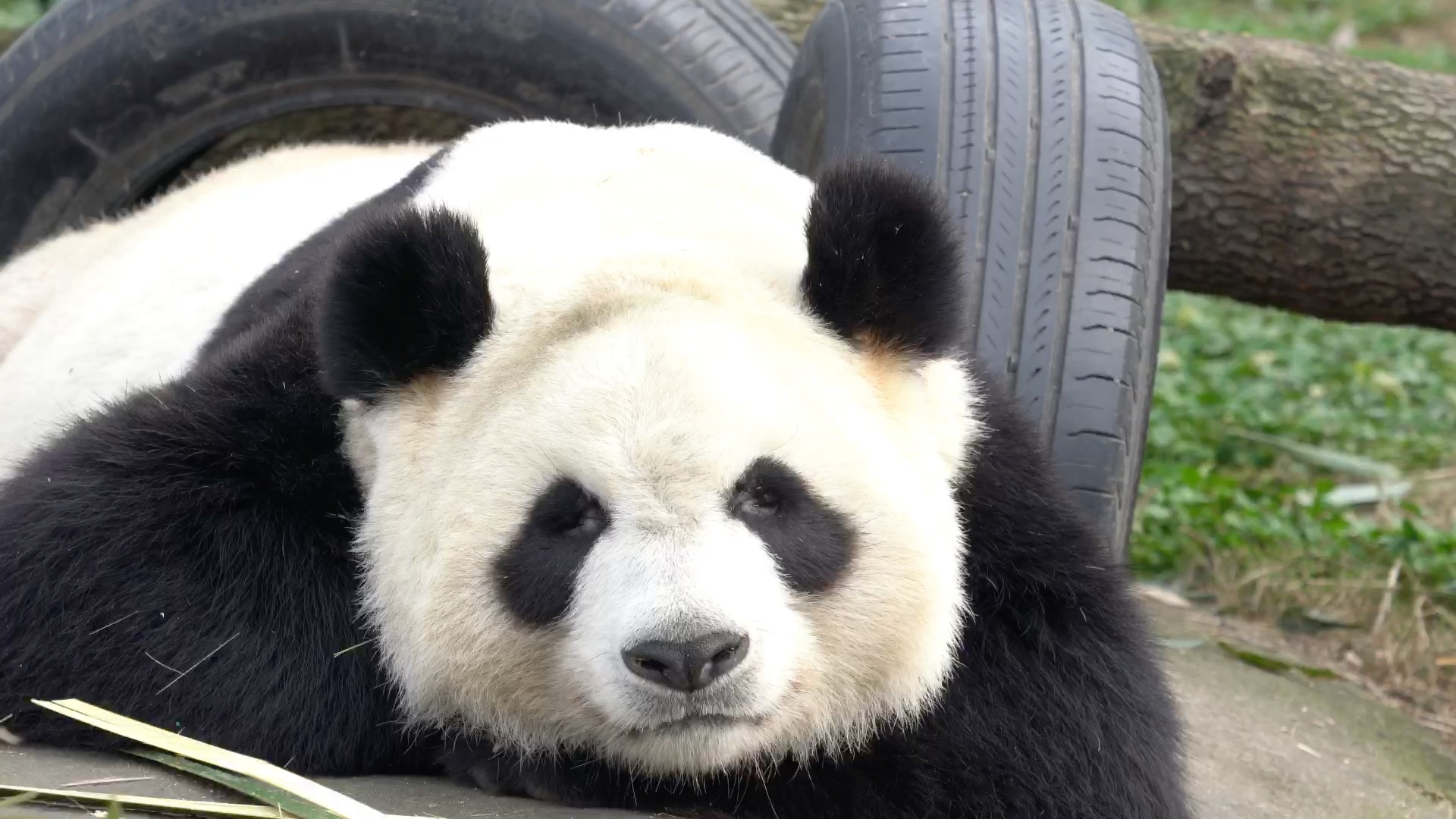 帮主苏星的睡颜