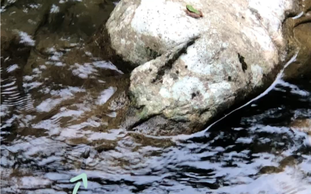 [图]水蛇与青蛙🐸