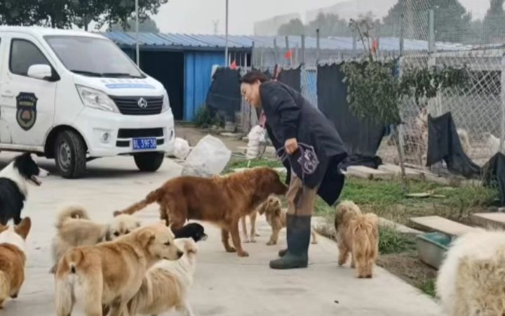 临汾市小动物保护协会发文称,城管抓的流浪狗会被送到基地:它们在这里生活快乐,它们的生命被尊重.哔哩哔哩bilibili