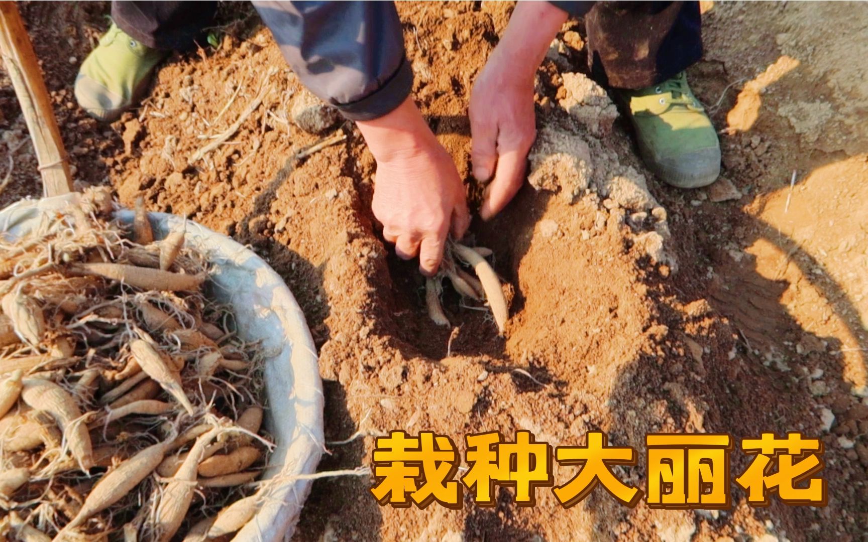 春季是希望的季节 老两口花了两天时间把大丽花种满山地 期待花开时刻哔哩哔哩bilibili