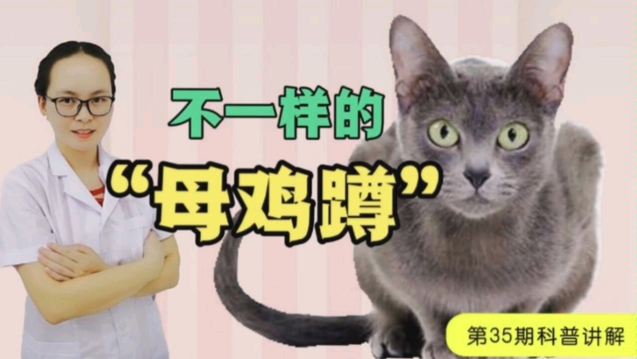 猫咪出现母鸡蹲,这种情况是猫咪生病了吗?看看宠物专家怎么说哔哩哔哩bilibili