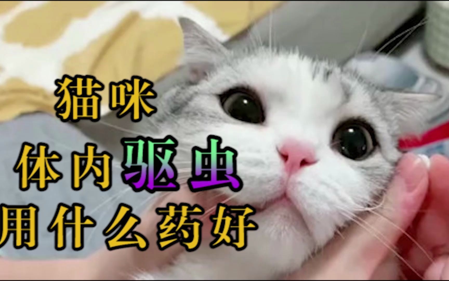 猫咪体内驱虫用什么药好哔哩哔哩bilibili