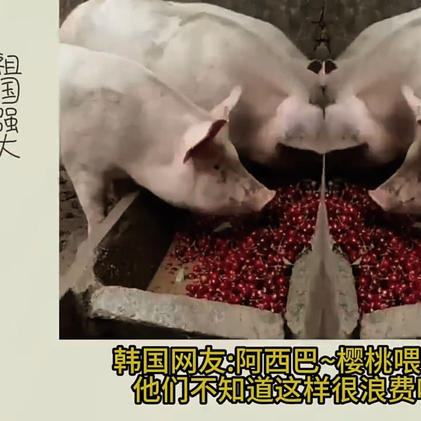 中国花式喂猪，惊呆外国网友_哔哩哔哩_bilibili