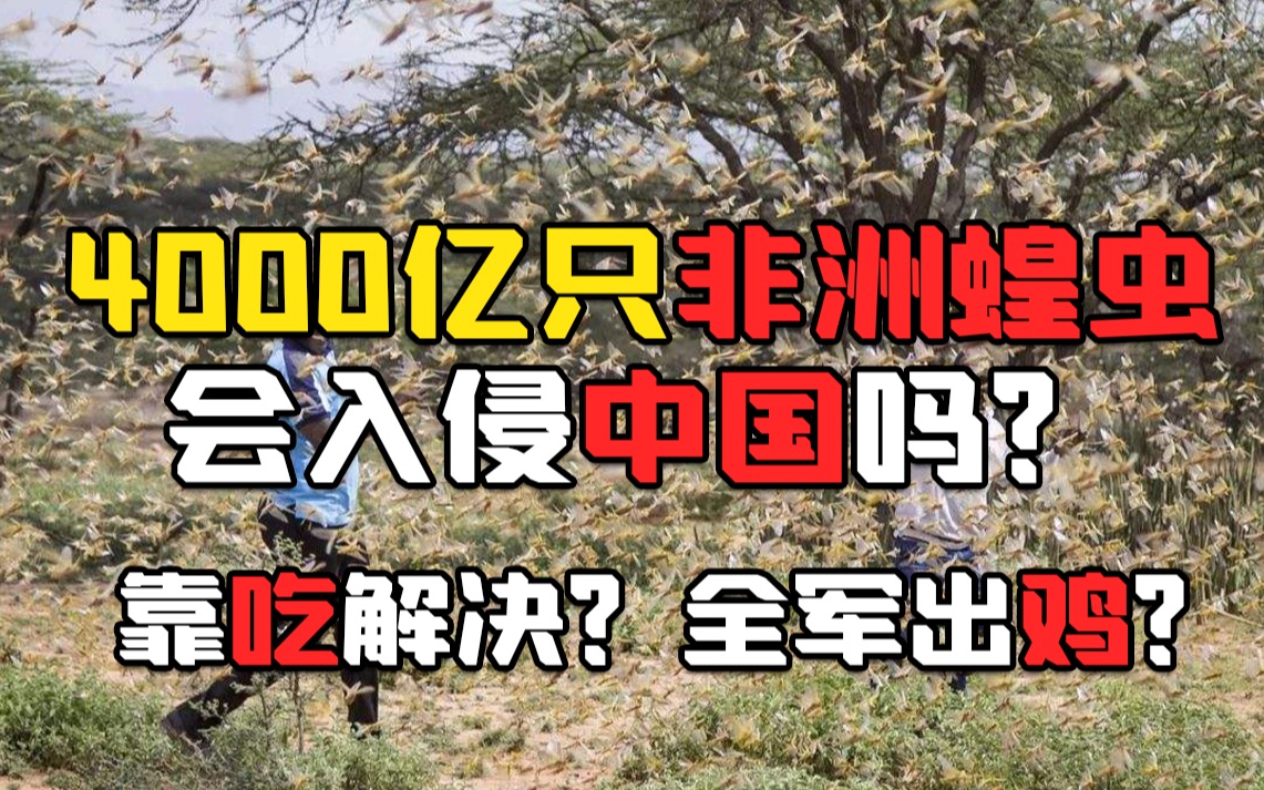 【非洲蝗灾】4000亿只蝗虫会入侵中国吗?科普分析哔哩哔哩bilibili