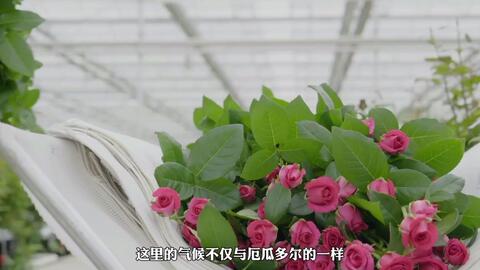 温室大棚玫瑰花后修剪 哔哩哔哩 Bilibili 温室大棚玫瑰花后修剪 哔哩哔哩 Bilibili
