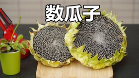 你吃过瓜子 见过怎么收向日葵吗 哔哩哔哩 つロ干杯 Bilibili