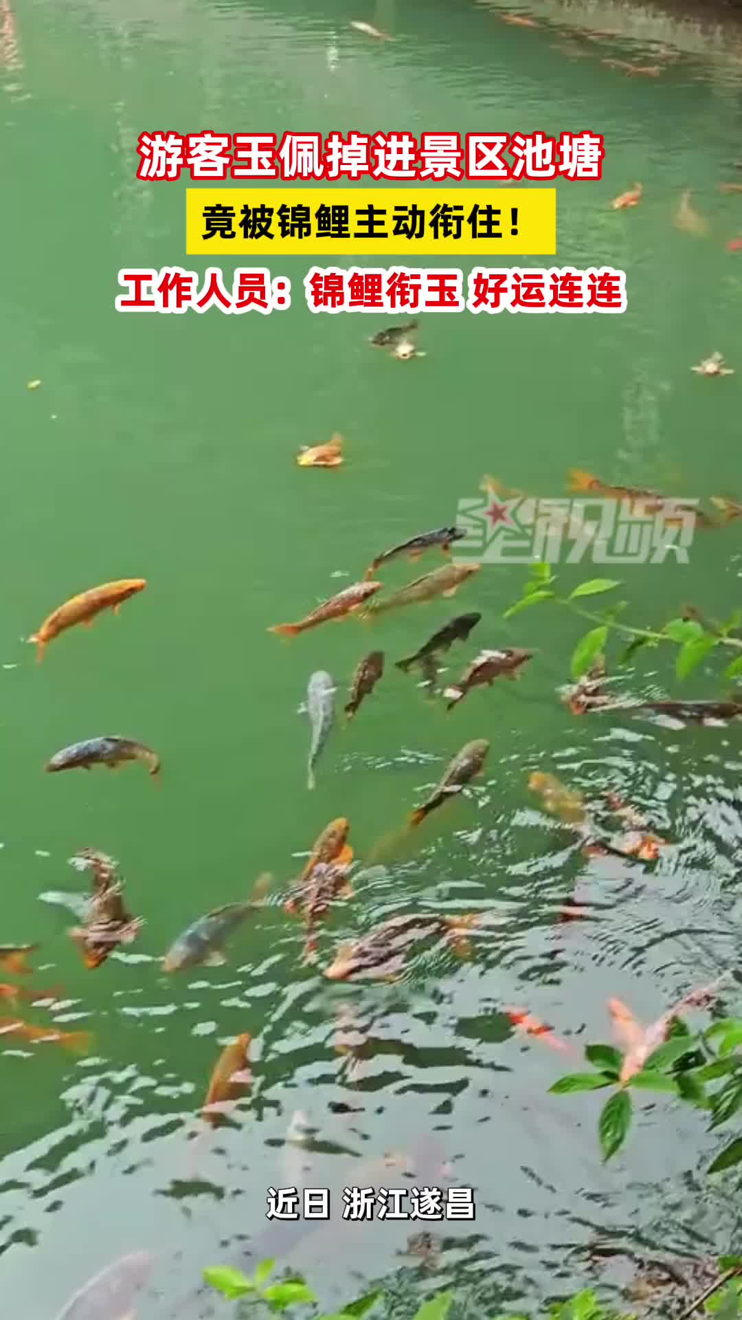 游客玉佩掉进景区池塘，竟被锦鲤主动衔住！工作人员回应