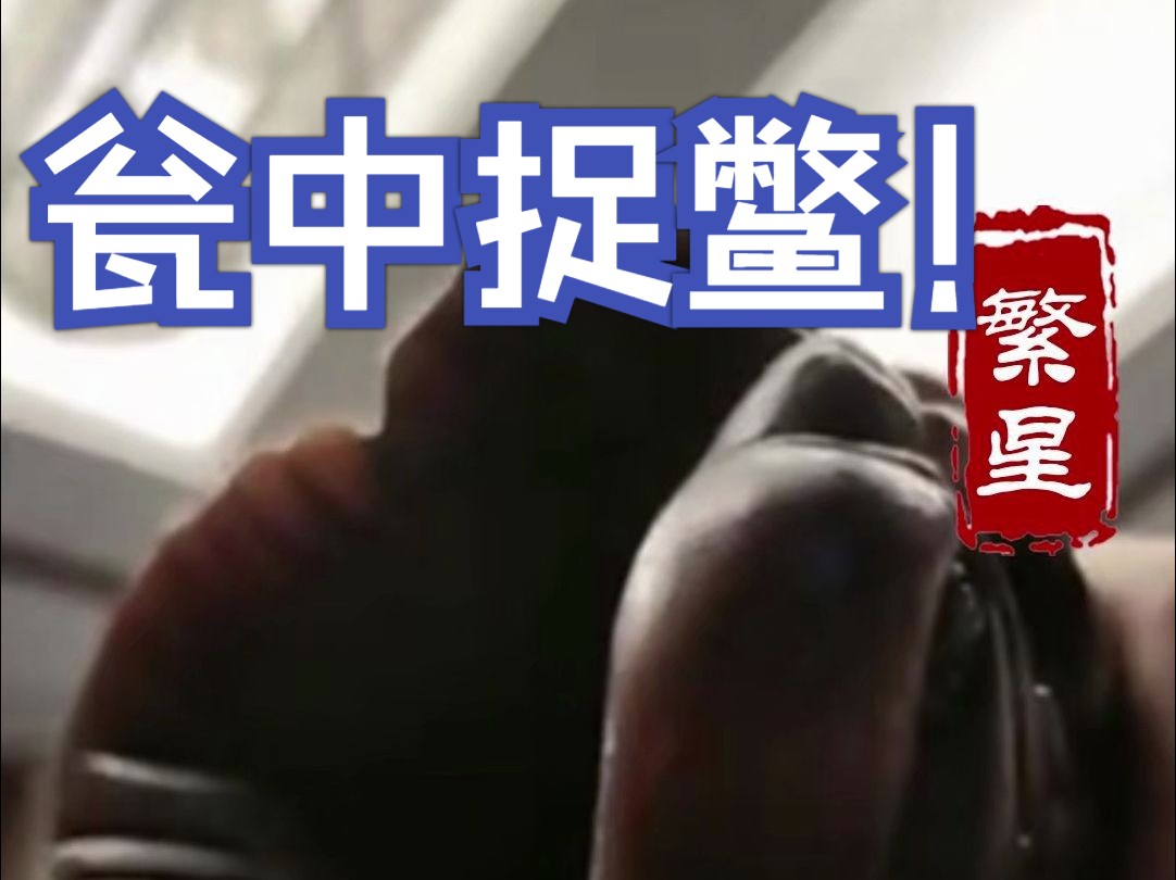 瓮中捉鳖 繁星鉴宝(天天鉴宝)