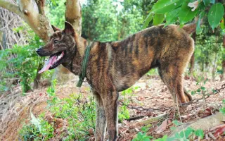 虎斑犬 搜索结果 哔哩哔哩 Bilibili