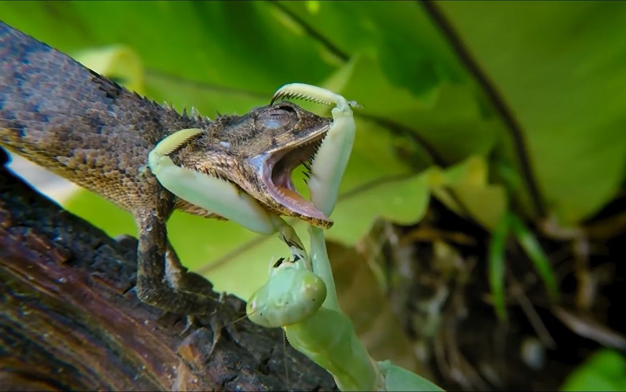 纪录片螳螂昆虫界的功夫之王