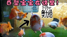 花房金鱼见过吗 黑的白的红的都有 一只才10元哦 哔哩哔哩 つロ干杯 Bilibili