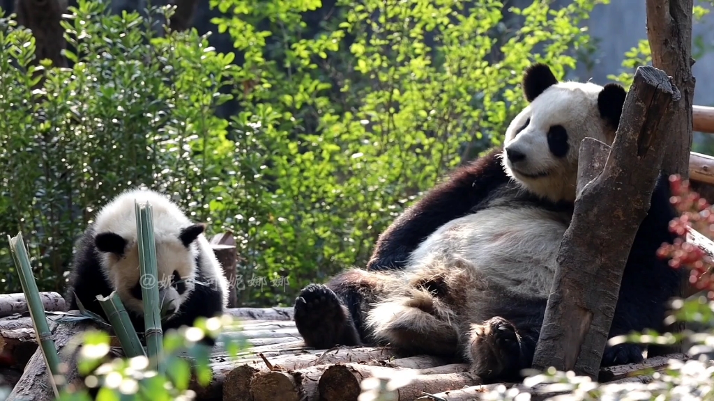 大熊猫奥林匹亚(科大)第一天在外场带宝宝科念