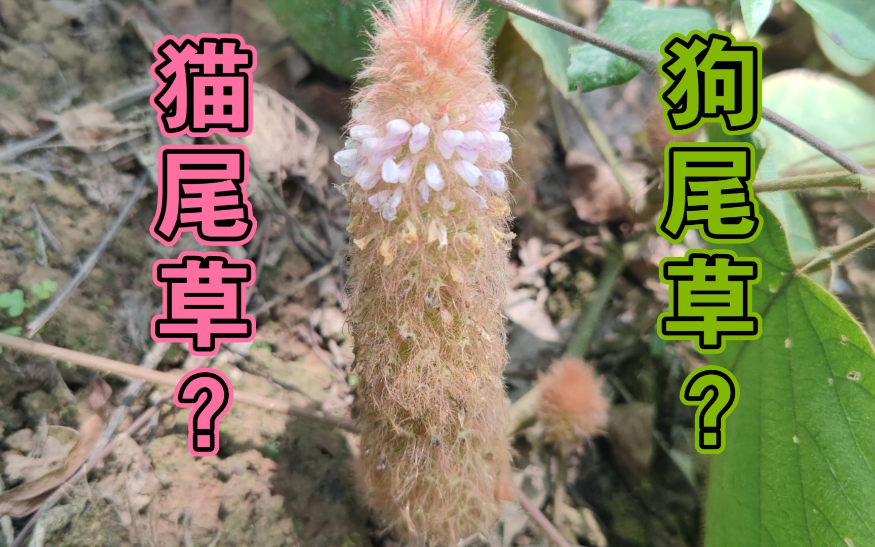 狸尾草:老鼠避孕专属药材哔哩哔哩bilibili